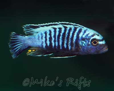 Metriaclima msobo heteropictus Tumbi Point